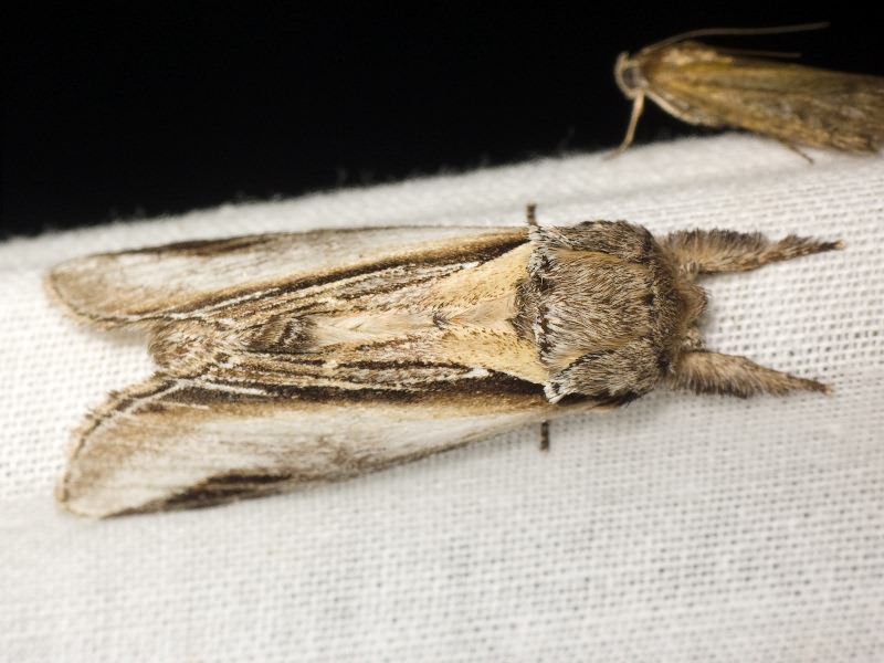 Pheosia tremula (Clerck, 1759)